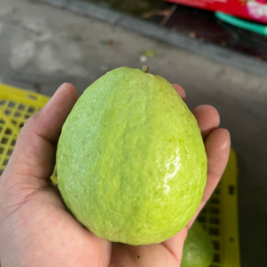 TAIWANESE GUAVA