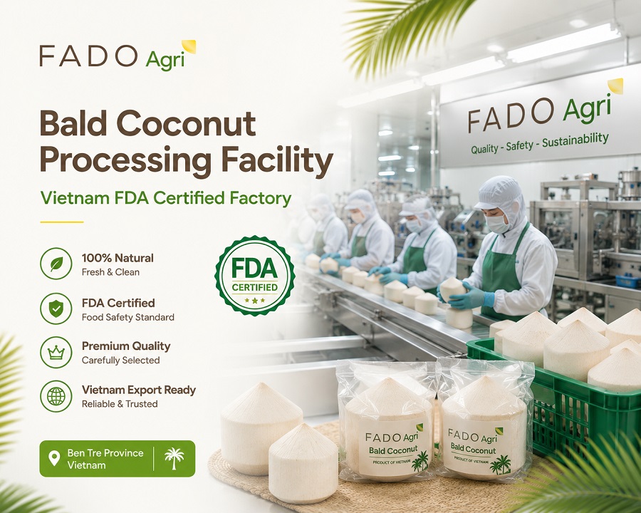 Bald (Shaved) Coconut Vietnam: Specifications & B2B Wholesale Supply