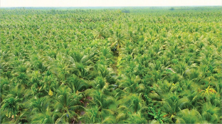 Vietnam Coconut Certifications Explained: FDA, GLOBALG.A.P, HACCP for Importers