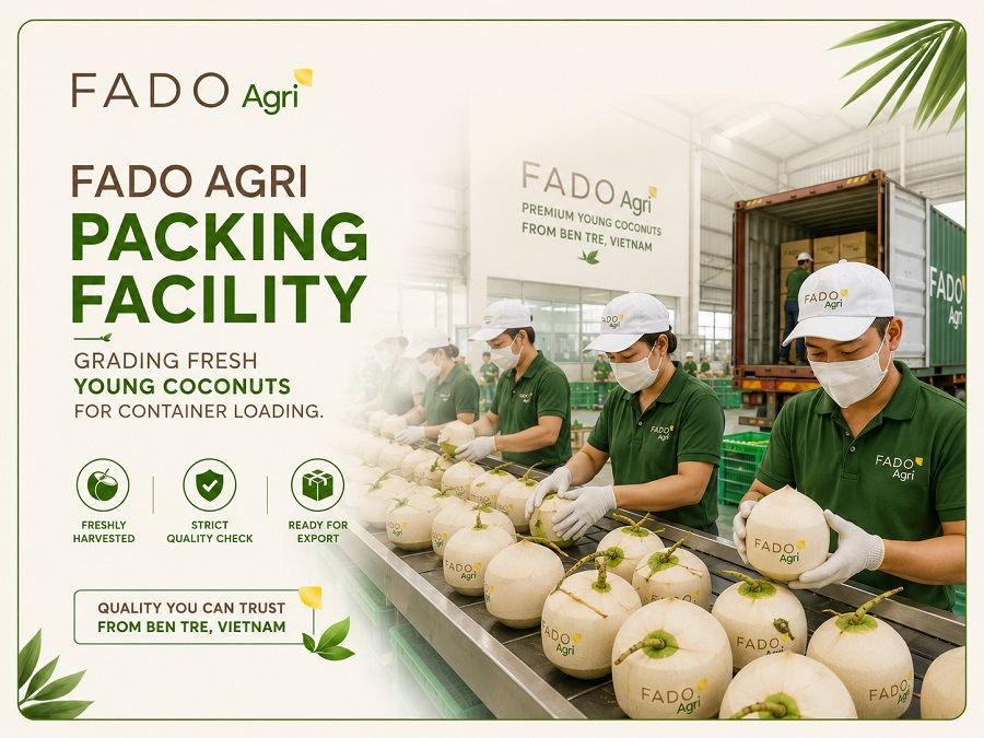 Whole Young Coconut from Vietnam: Sourcing, Specs & Container Loading