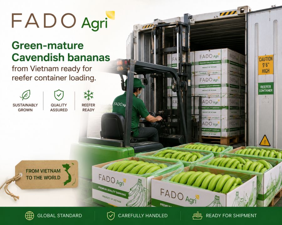 Cavendish Banana from Vietnam: Specifications, Packing & Container Loading