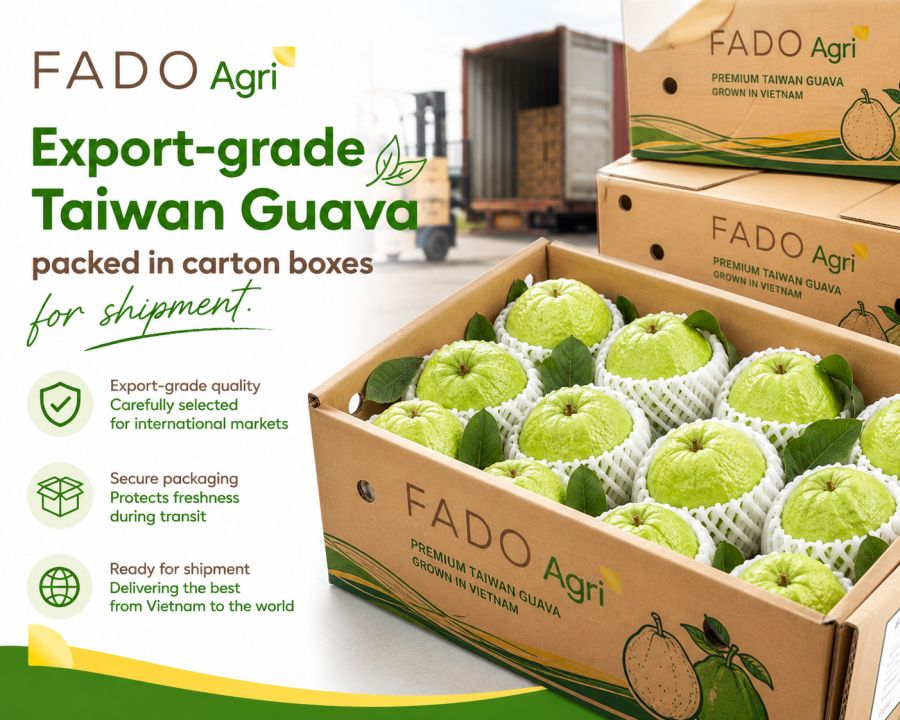 Taiwan Guava Grown in Vietnam: Export Specifications & Buyer Guide