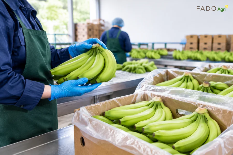 Vietnam's Cavendish Banana: Market Opportunities in the Middle East