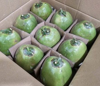 Dừa nguyên trái