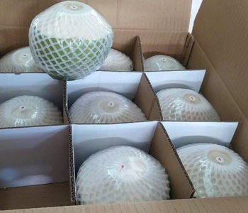 Dừa nón lá 2